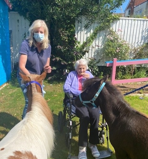 Miniature horses in garden with resident