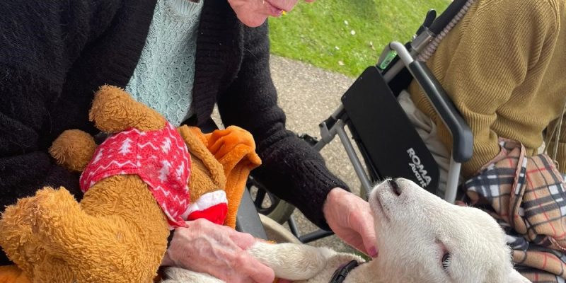 Jeannie-Allder-from-The-Seaton-care-home-with-a-lamb